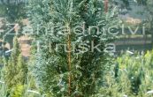 cypiek Lawsonv Ellwoodii - Chamaecyparis lawsoniana Ellwoodii