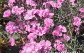 hvozdk siv Pink Jewel - Dianthus gratianopolitanus Pink Jewel