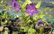 brl men Atropurpurea - Vinca minor Atropurpurea