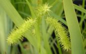 ostice nedochor - Carex pseudocyperus