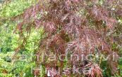 javor dlanitolist Dissectum Garnet - Acer palmatum Dissectum Garnet