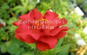 kuklk Mrs. Bradshaw - Geum chiloense Mrs. Bradshaw