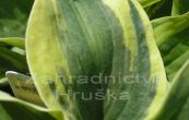 bohyka Wide Brim - Hosta Wide Brim