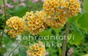 komule Weyerova Sungold - Buddleja  weyeriana Sungold