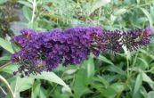 komule Davidova Black Knight - Buddleja davidii Black Knight