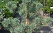 borovice lesn Watererii - Pinus sylvestris Watererii