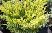 jalovec polehl Lime Glow - Juniperus horizontalis Lime Glow