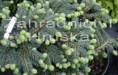 smrk pichlav Walbrun - Picea pungens Walbrun