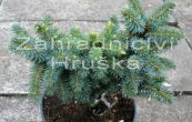 smrk sitka Papose - Picea sitchensis Papose