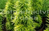 tis erven David - Taxus baccata David