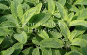 alvj lkask Aurea - Salvia officinalis Aurea