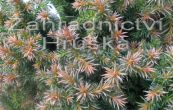 kryptomerie japonsk Vilmoriniana - Cryptomeria japonica Vilmoriniana