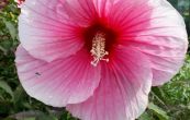 ibiek bahenn - Hibiscus moscheutos