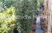 cesmna vroubkovan Fastigiata - Ilex crenata Fastigiata