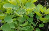 ruj vlasat Golden Spirit - Cotinus coggygria Golden Spirit