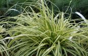 ostice Evergold - Carex oshimensis Evergold