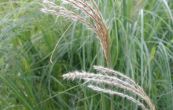 ozdobnice nsk Graziella - Miscanthus sinensis Graziella