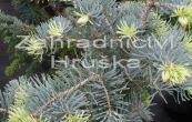 jedle ojnn Compacta - Abies concolor Compacta