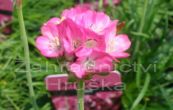 trvnika pmosk Armada Rose - Armeria maritima Armada Rose