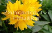 krsnooko Illico Yellow - Coreopsis Illico Yellow