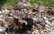 dluicha americk Palace Purple - Heuchera americana Palace Purple