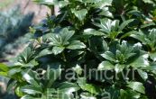 tlustonitnk Compacta - Pachysandra Compacta