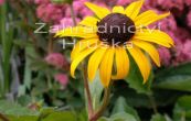 tapatka leskl Goldsturm - Rudbeckia fulgida var. sullivantii Goldsturm