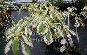 dn Variegata - Cornus controversa Variegata