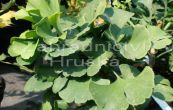 jinan dvoulalon Mariken - Ginkgo biloba Mariken