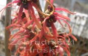 viln prostedn Spanish Spider - Hamamelis  intermedia Spanish Spider