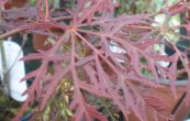 javor dlanitolist Dissectum Garnet - Acer palmatum Dissectum Garnet