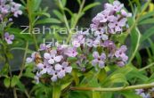 komule stdavolist - Buddleja alternifolia