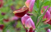 ilimnk Windlesham Ruby - Cytisus Windlesham Ruby