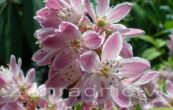 trojpuk Strawberry Fields - Deutzia hybrida Strawberry Fields