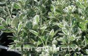 brslen japonsk Kathy - Euonymus japonicus Kathy