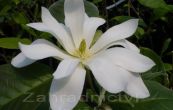 cholan Gold Star - Magnolia Gold Star