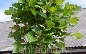 platan javorolist Alphens Globe - Platanus  hispanica Alphens Globe