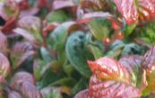 leucothoe labn Curly Red - Leucothoe axillaris Curly Red