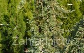 jalovec polehl Wiltonii - Juniperus horizontalis Wiltonii