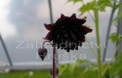 orlek obecn Black Barlow - Aquilegia vulgaris Black Barlow