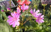 levisie - Lewisia