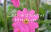 prvosenka rov Rosy - Primula rosea Rosy