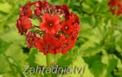 prvosenka japonsk Millers Crimson - Primula japonica Millers Crimson