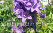 zvonek klubkat - Campanula glomerata