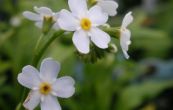 pomnnka bahenn Alba - Myosotis palustris Alba