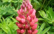 lupina Camelot Red - Lupinus Camelot Red