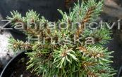 borovice pyrenejsk Bobik - Pinus uncinata Bobik