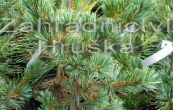 borovice drobnokvt Rijujin - Pinus parviflora Rijujin