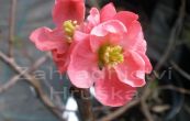 kdoulovec ndhern Pink Lady - Chaenomeles superba Pink Lady