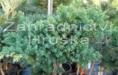 jalovec polehl Nana - Juniperus procumbens Nana